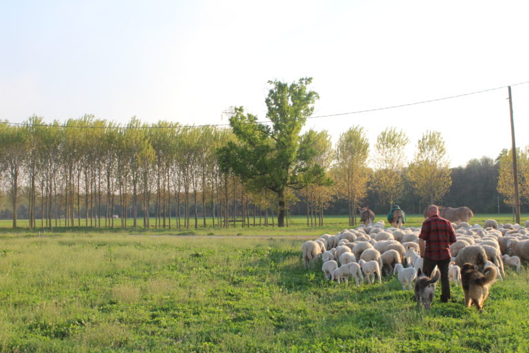 Pasquetta col pastore da Salvaraja