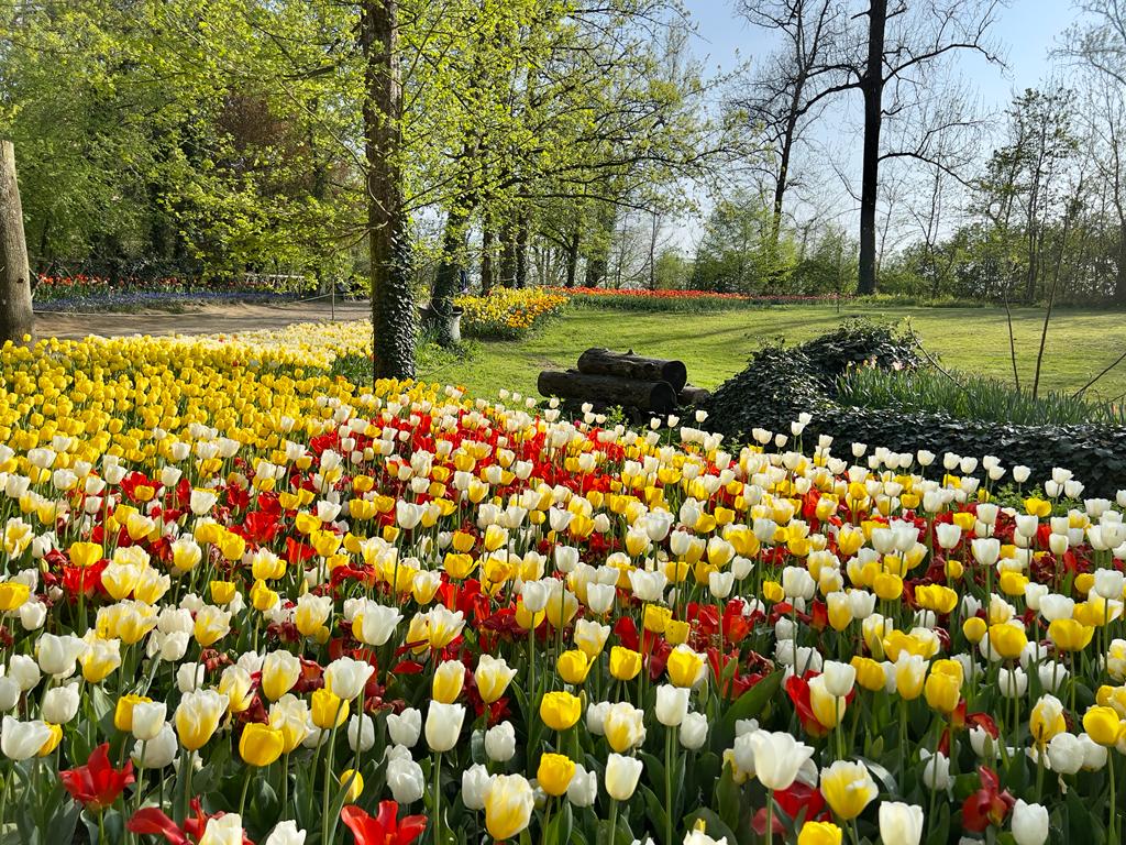 Il campo di Messer Tulipano