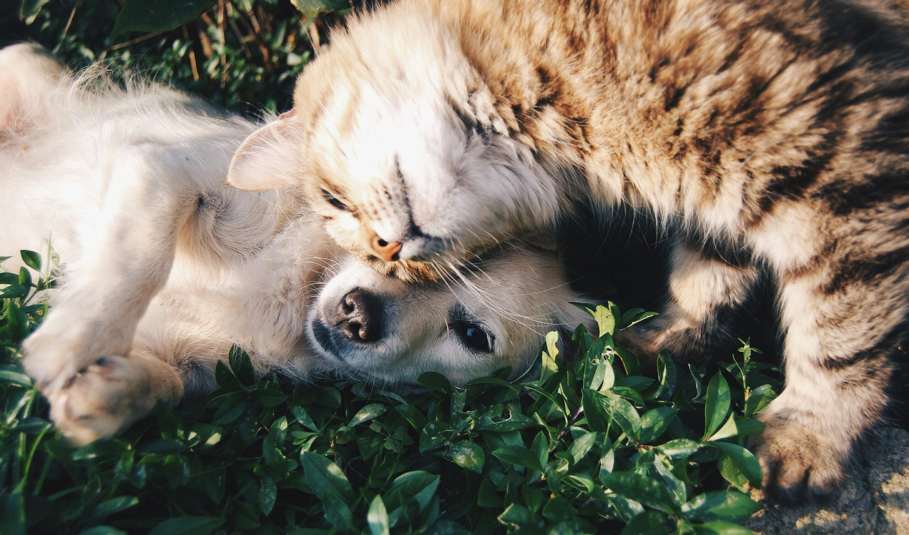 Come e dove adottare un cane o un gatto a Milano